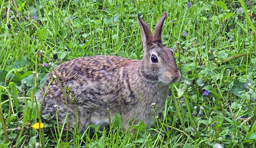 A rabbit has a snack in a Homewood yard on May 9. State officials urge residents to avoid interacting with wildlife, especially during springtime when young birds and animals are still developing. (Eric Crump/H-F Chronicle)
