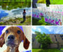 The Weeks | June 14: Pride Fest, Fido’s Landing, Flossmoor townhomes, Halsted building purchase, viaduct project delay, Homewood TOD development community meeting, petting zoo, fishing derby