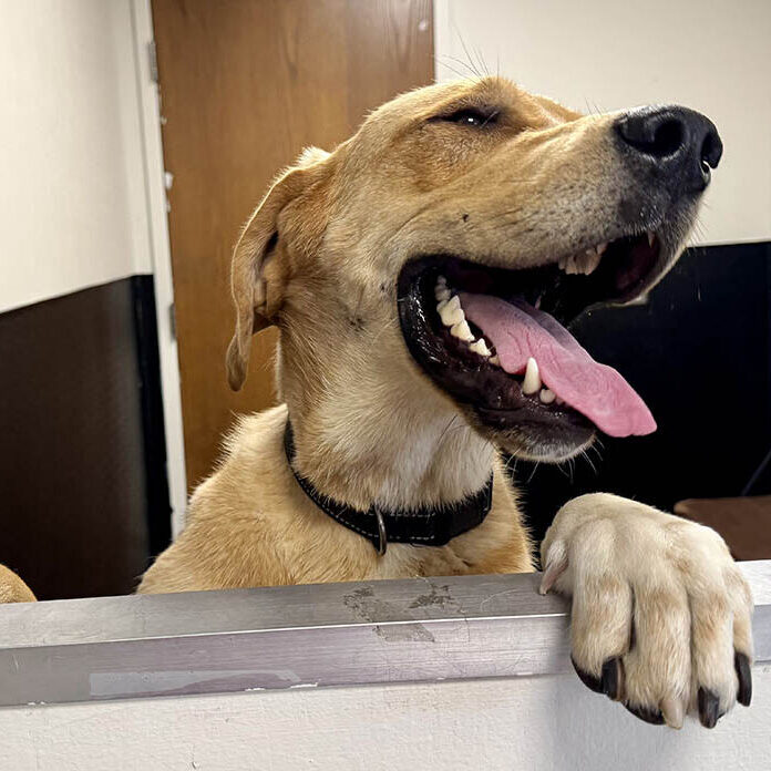 Duke, a 10-month-old Red Coonhound mix was rescued from a kill shelter in Alabama. He was returned to the shelter after being adopted by people who wanted a guard dog but returned him because he was deemed “too gentle and friendly.” (Karen Torme Olson/H-F Chronicle)