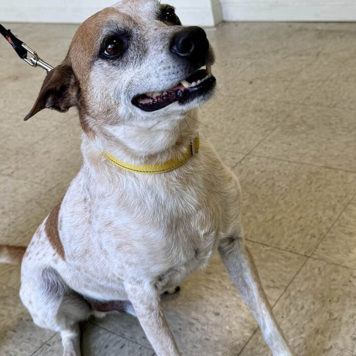 Biscuit is a Rat Terrier mix at Fido's Landing looking for his forever home. Karen Torme Olson/H-F Chronicle)