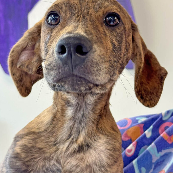 Three-month-old Jay is one of the dogs available for foster or adoption from Fido's Landing. (Karen Torme Olson/H-F Chronicle)