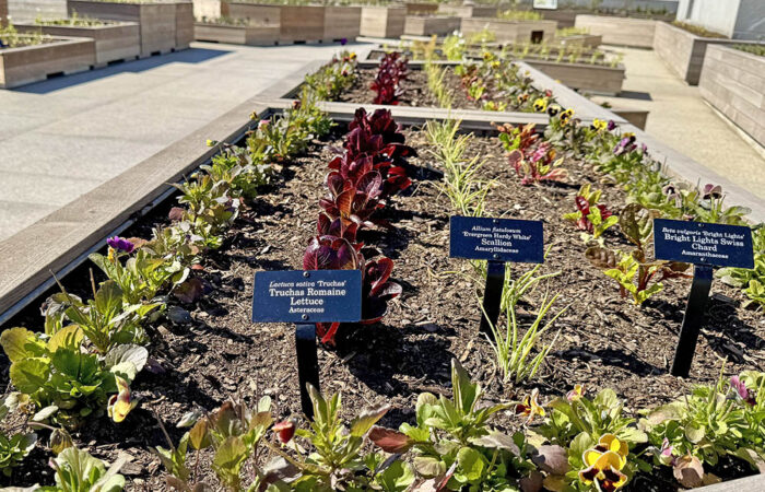 The Eleanor Roosevelt Fruit and Vegetable Garden sits atop the Barack Obama branch of the Chicago Public Library system. The plants were just sprouting when we visited. Produce like the red romaine lettuce, scallions, and Swiss chard seen here will be used in food served in the Obama Center’s two cafes. (Karen Torme Olson/H-F Chronicle)