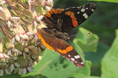 A red admiral butterfly alights on a milkweed plant in a local garden on July 14. (Eric Crump/H-F Chronicle)