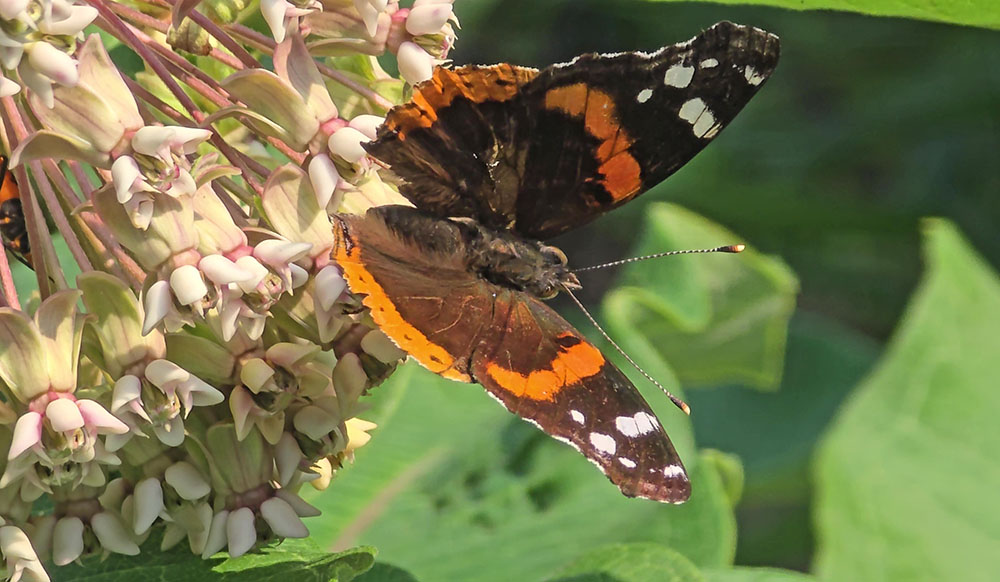 A red admiral butterfly alights on a milkweed plant in a local garden on July 14. (Eric Crump/H-F Chronicle)